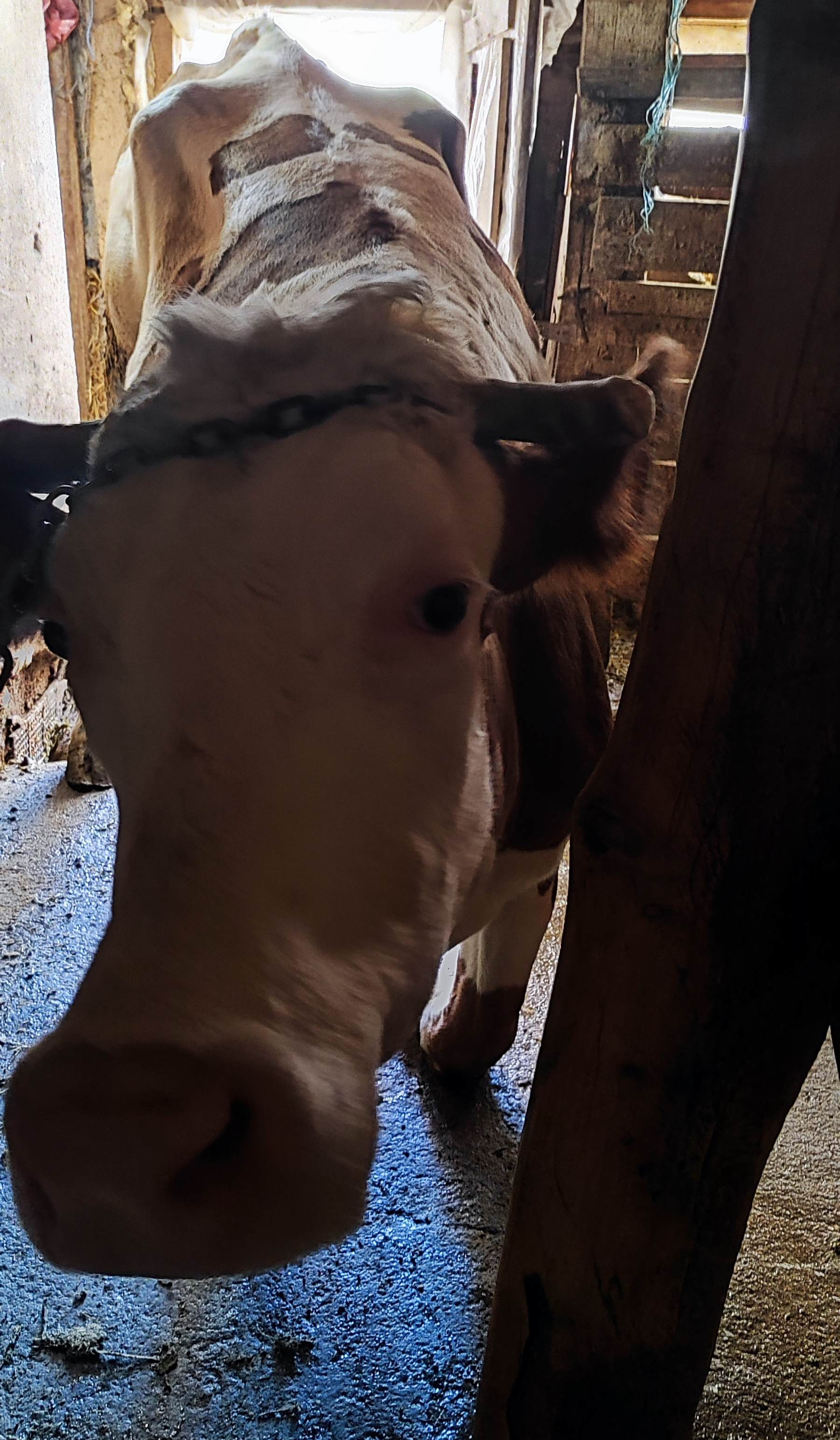 Продавам крава околу 600 кг