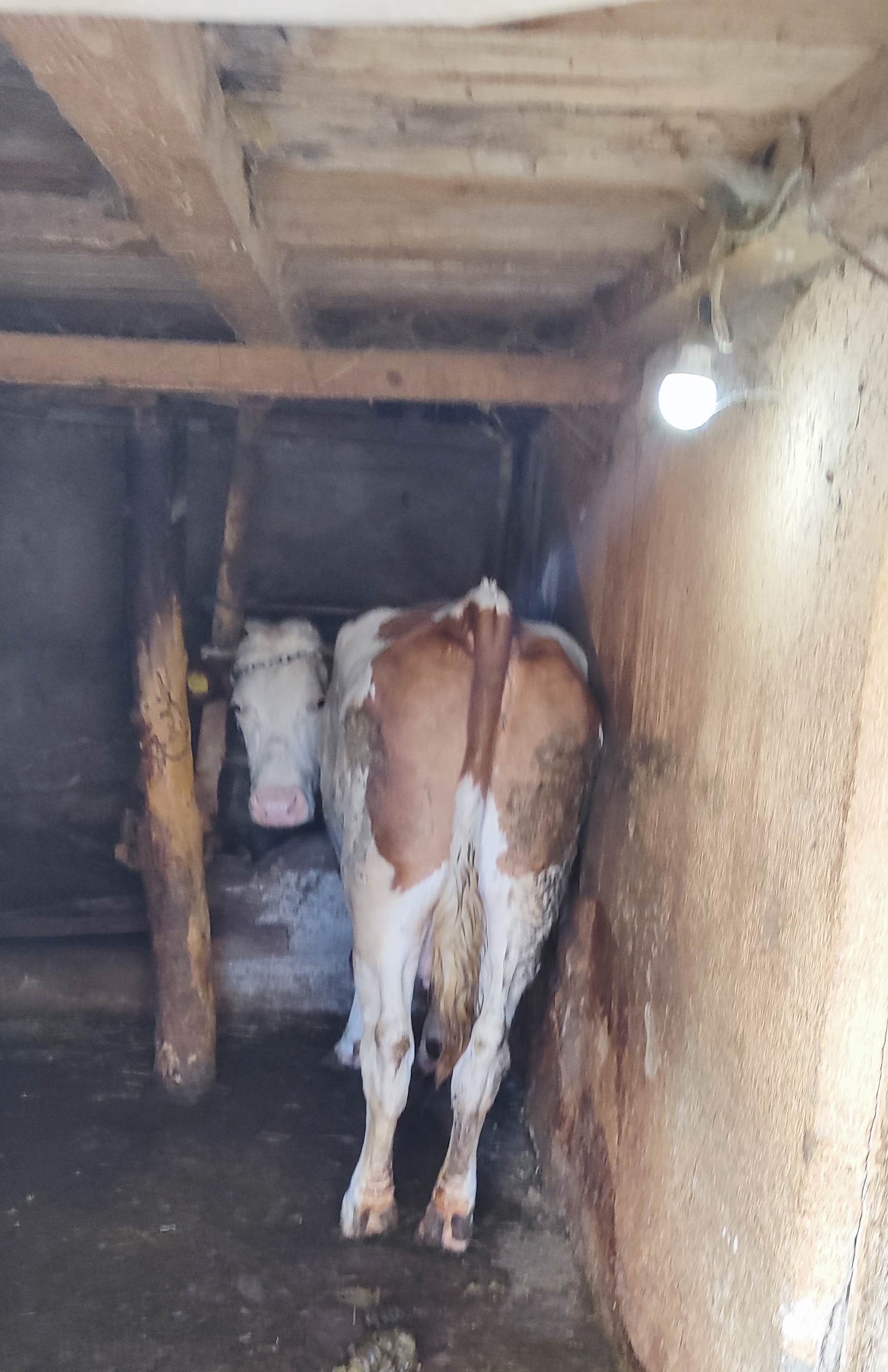 Продавам крава околу 600 кг