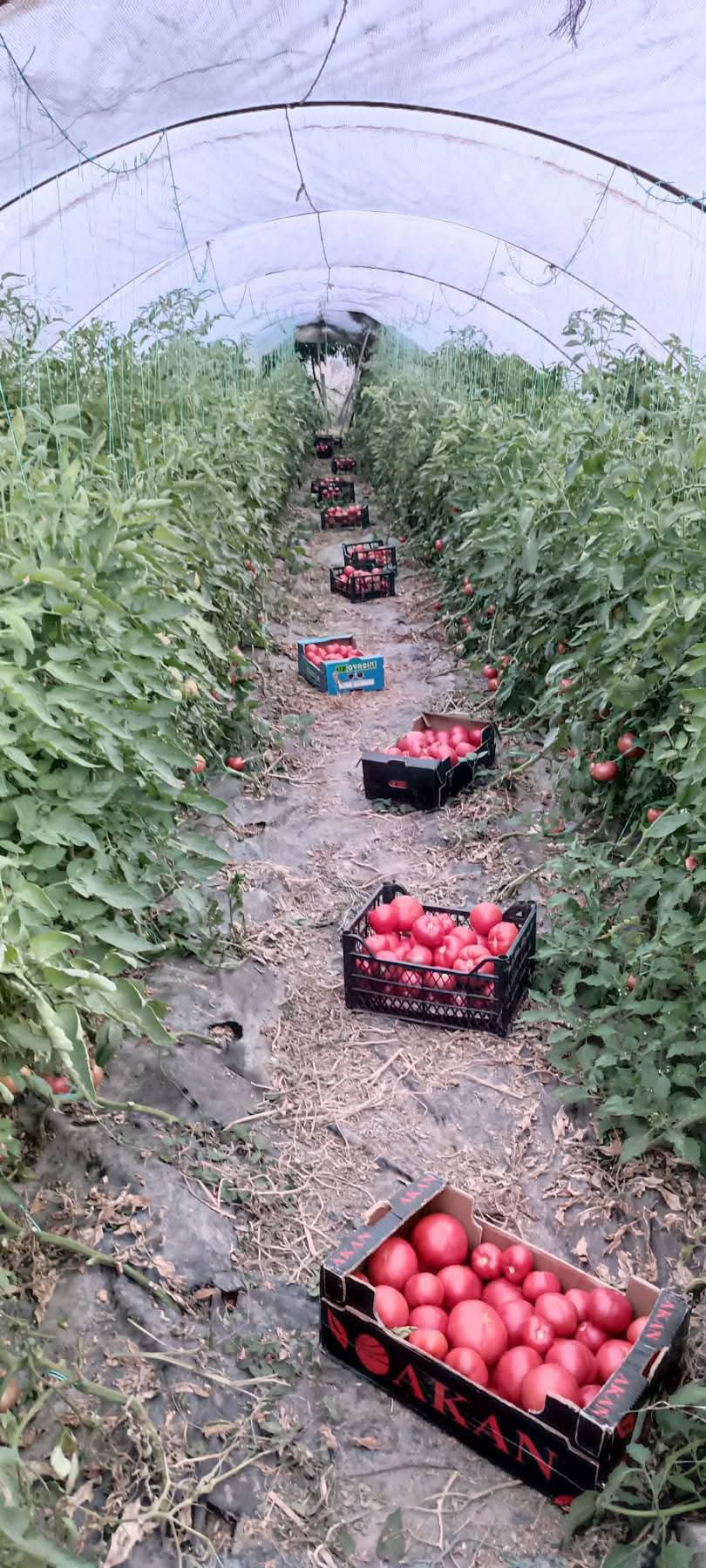 Сезона 2025 за расад