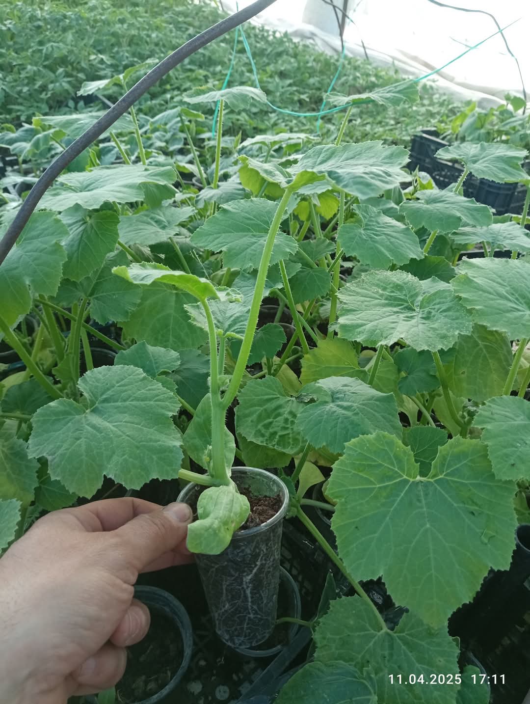 Сезона 2025 за расад