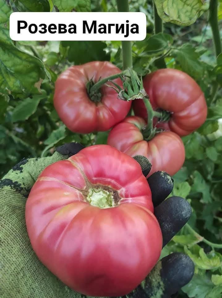 Сезона 2025 за расад