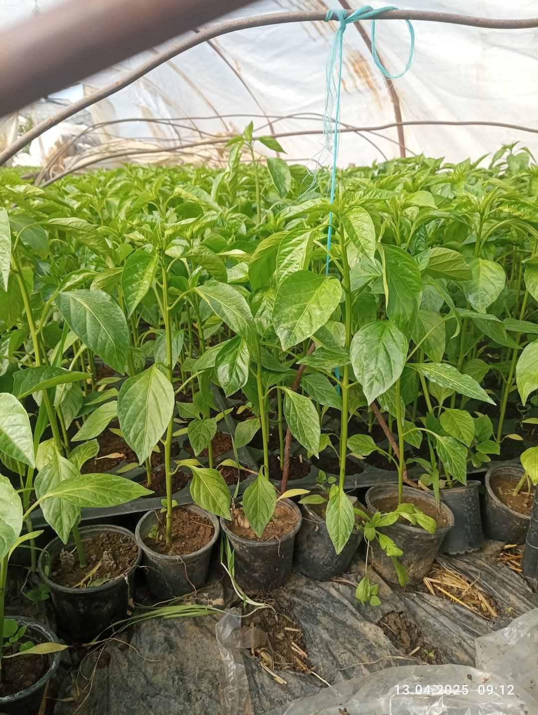 Сезона 2025 за расад