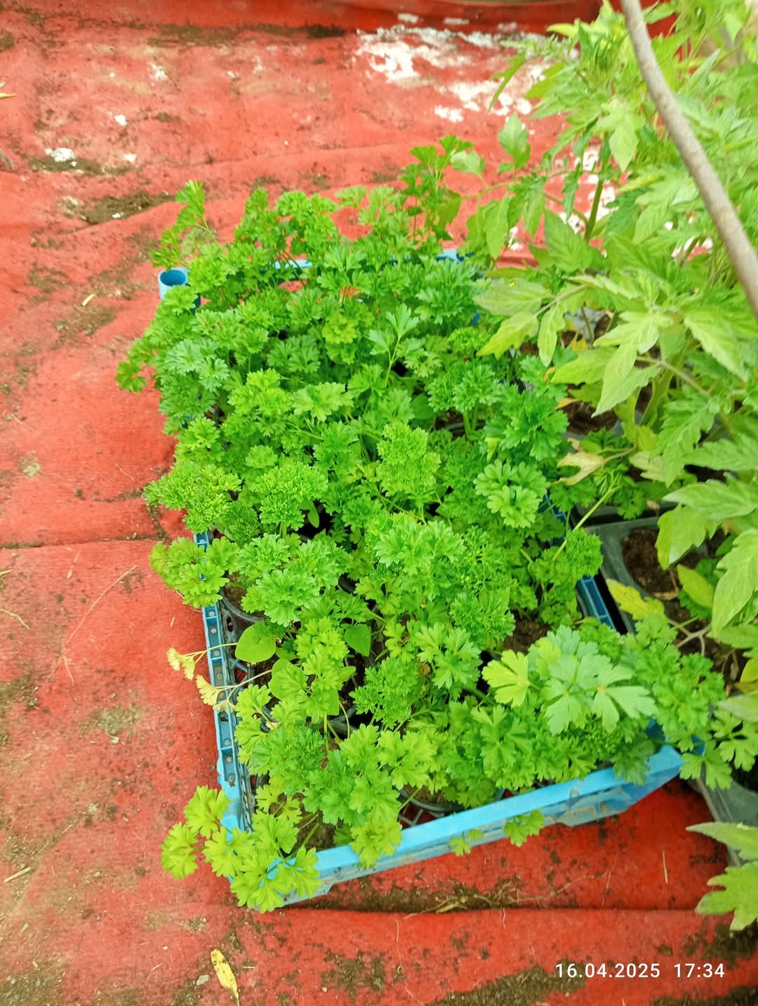 Сезона 2025 за расад