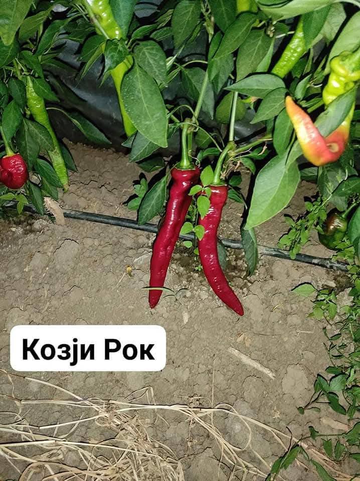 Сезона 2025 за расад