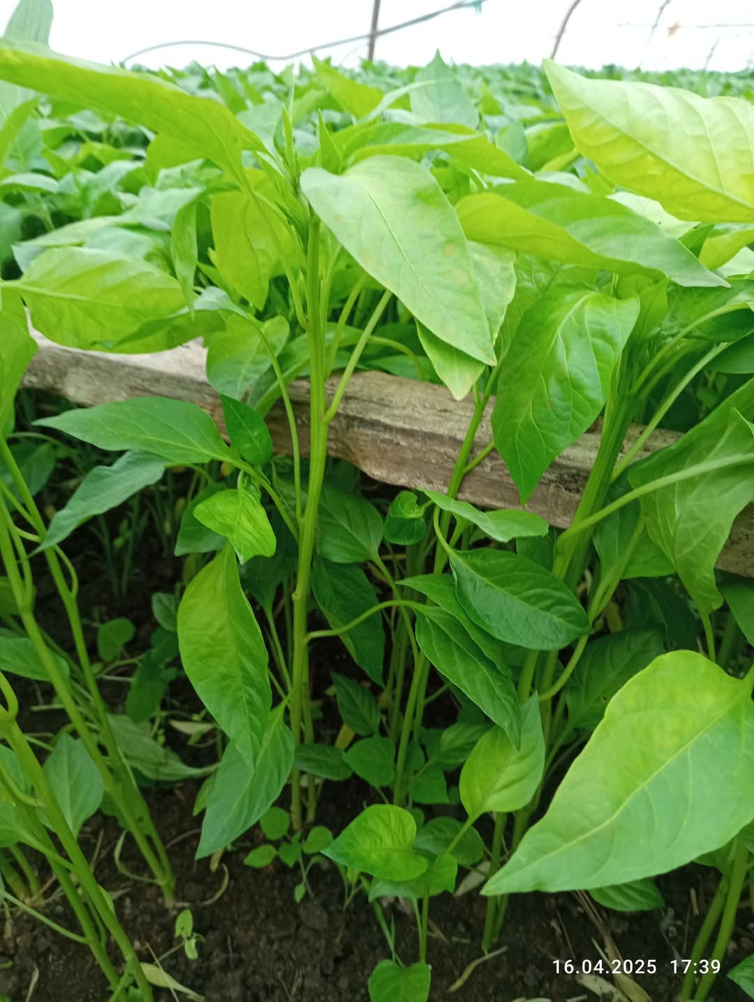 Сезона 2025 за расад