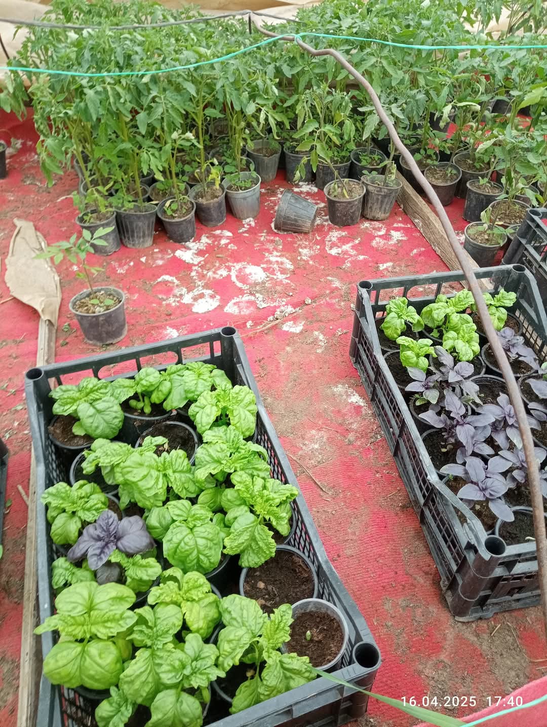 Сезона 2025 за расад