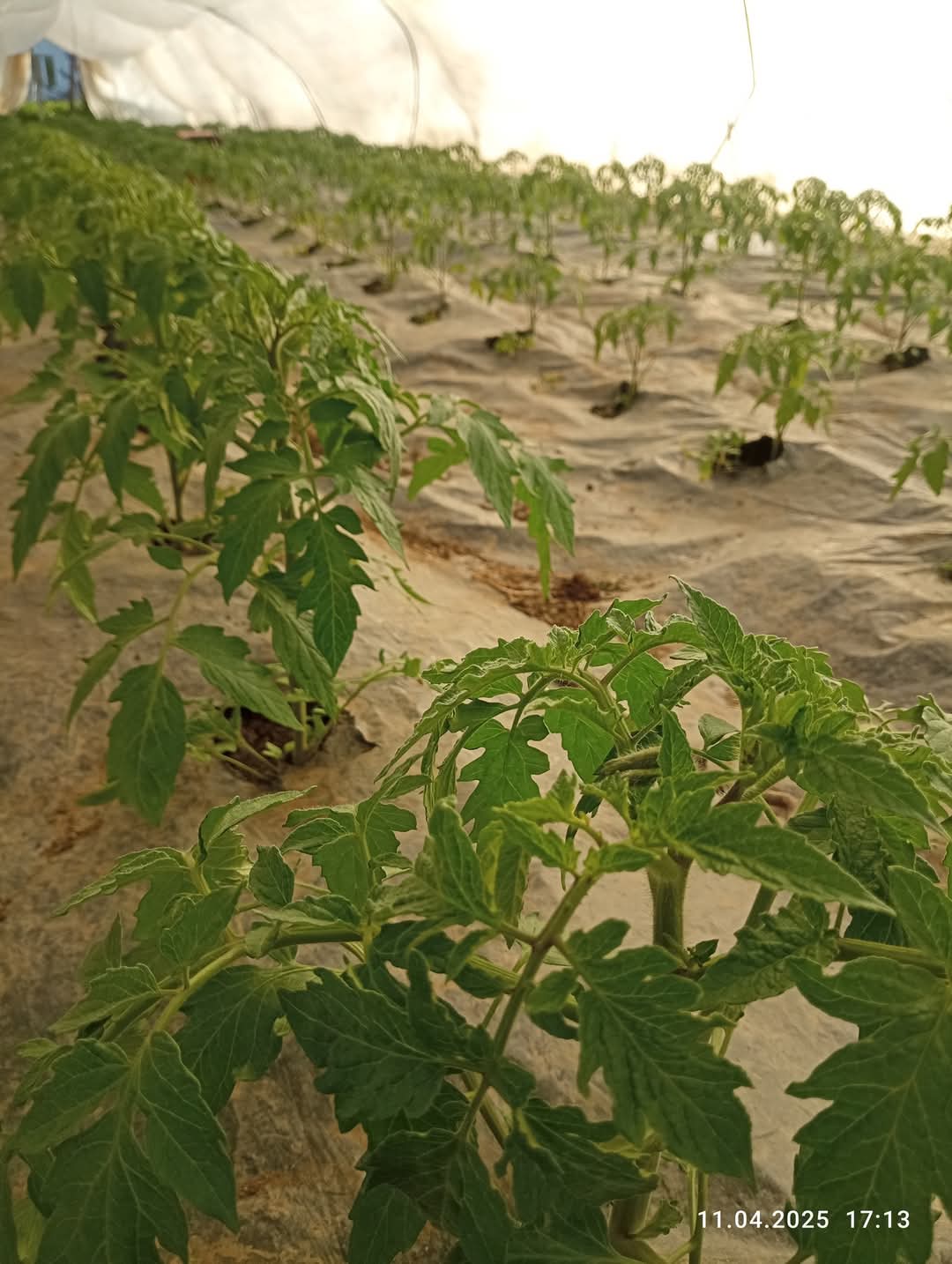 Сезона 2025 за расад