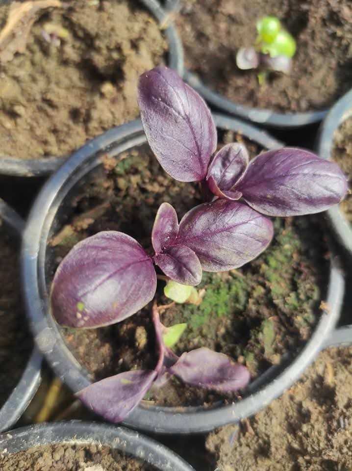 Сезона 2025 за расад