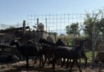 Се продаваат кози мурсијана