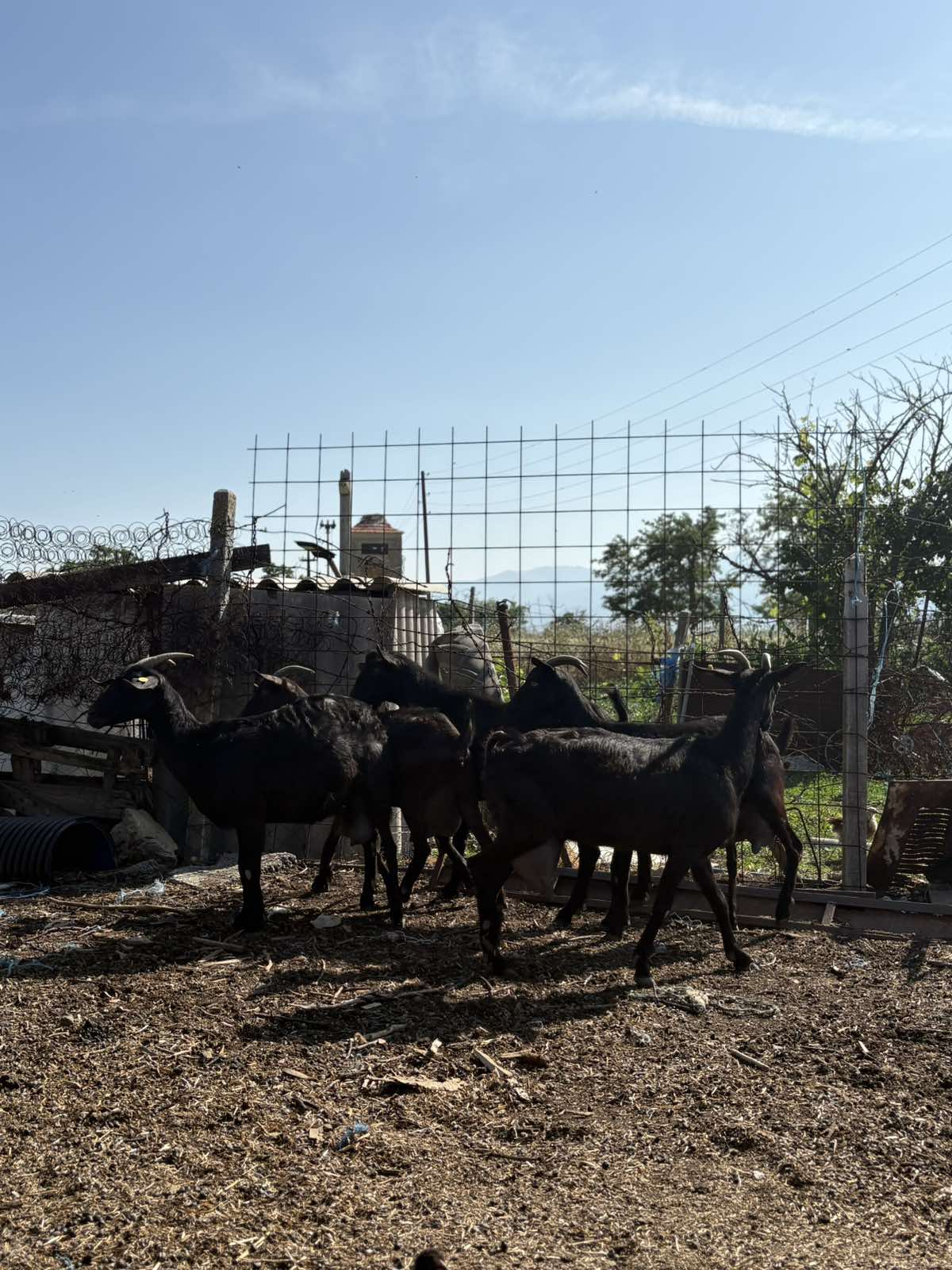 Се продаваат кози мурсијана