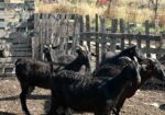 Се продаваат кози мурсијана