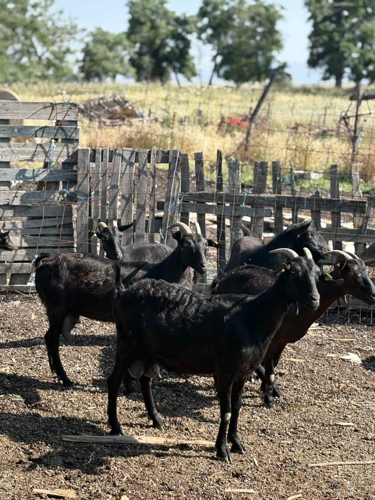 Се продаваат кози мурсијана