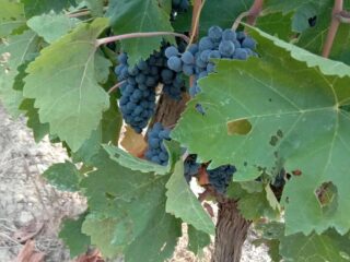 inbound2239221250184532221