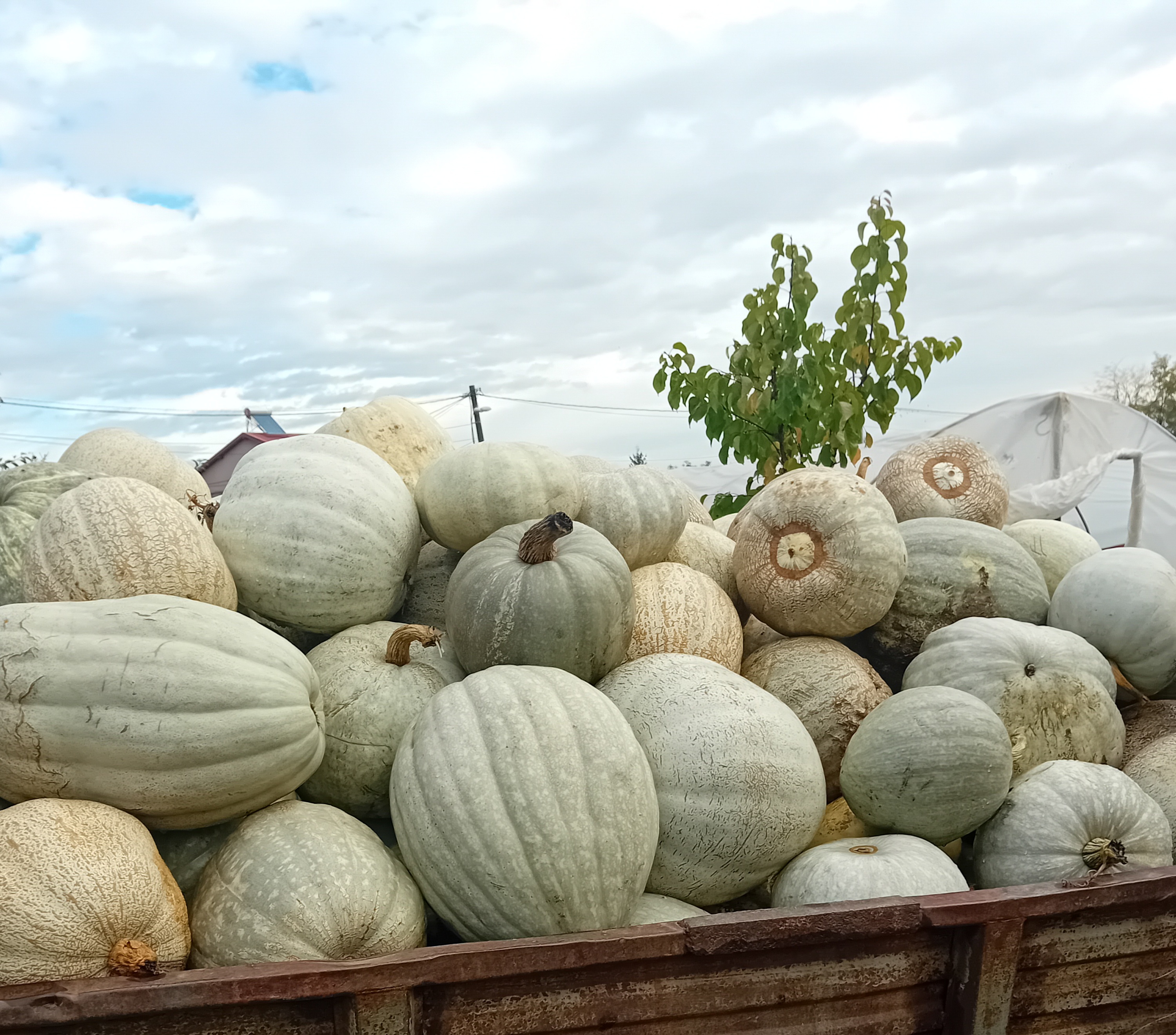 Prodavam tikvi za pecenje