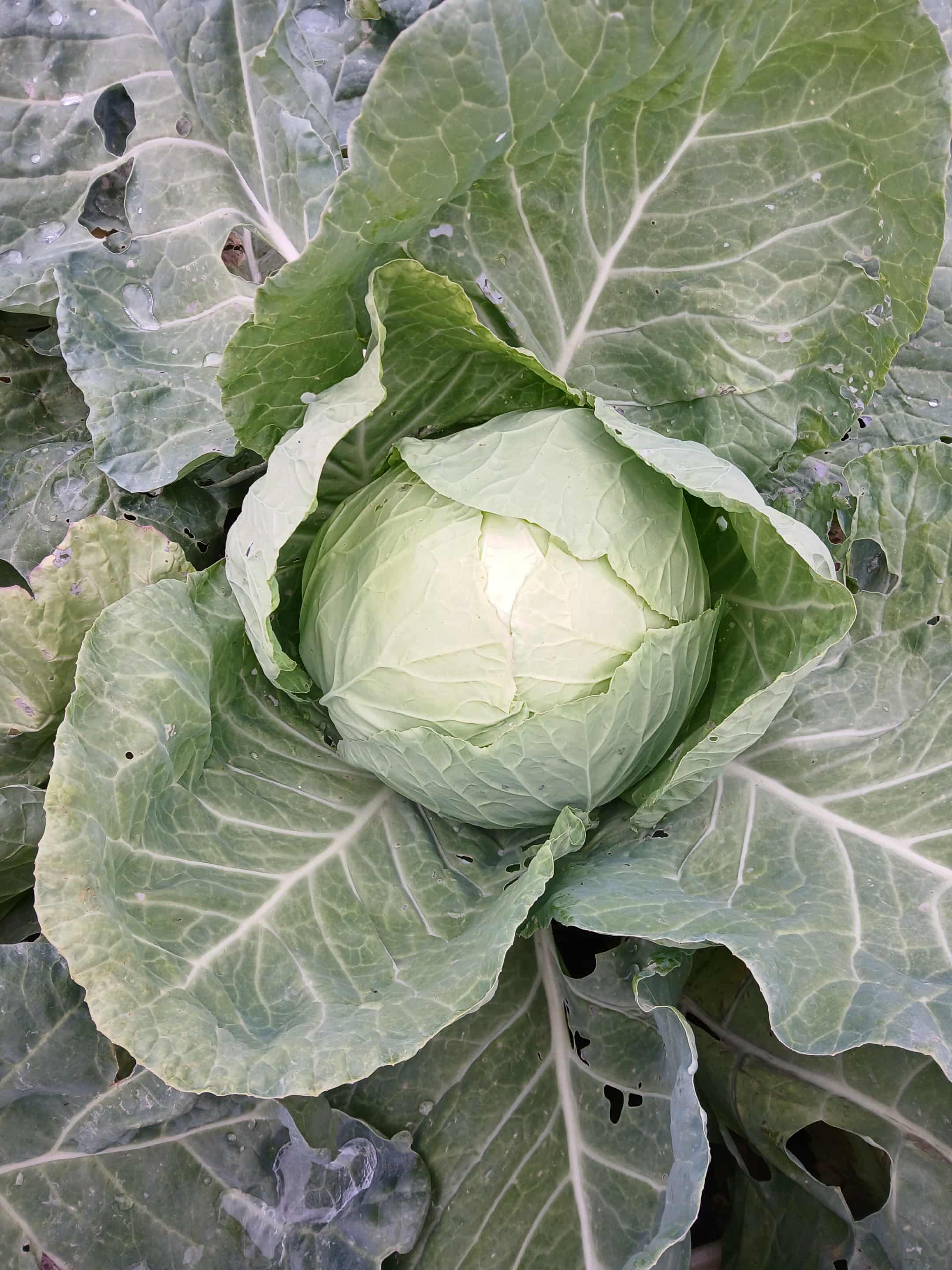 Продавам зелка