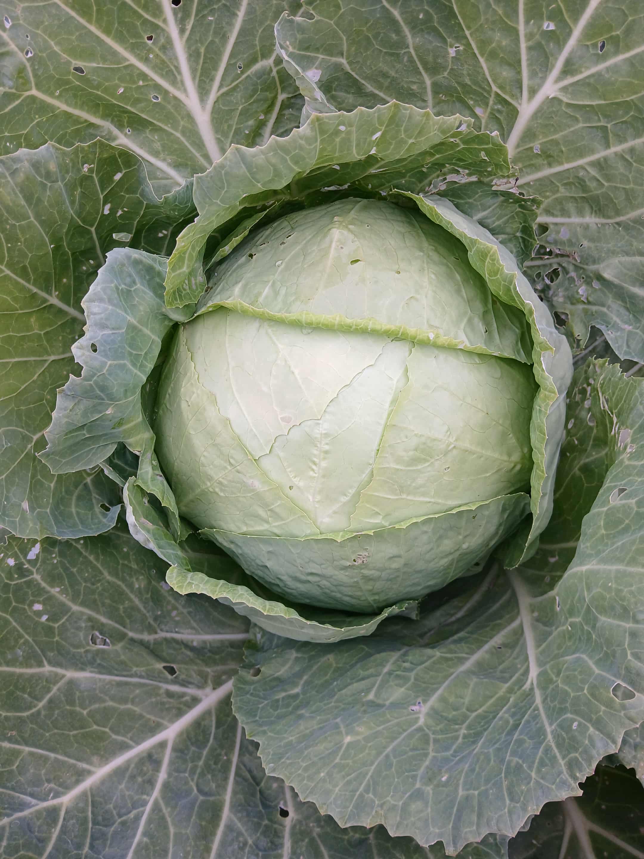 Продавам зелка