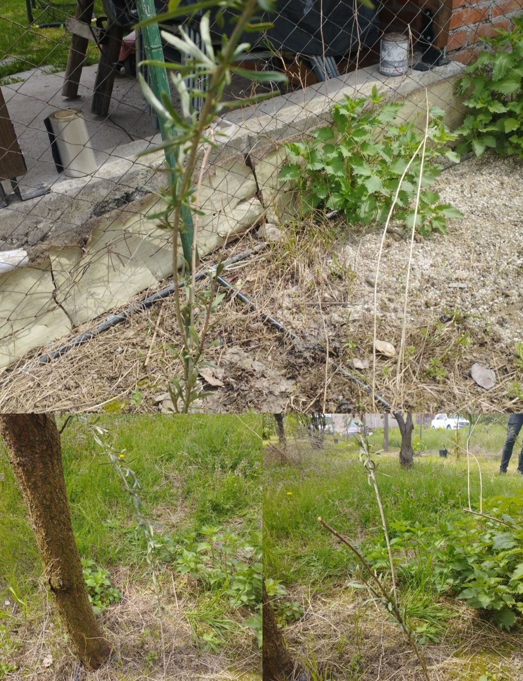 Продажба на расад црвено гоџи/red godjiberry