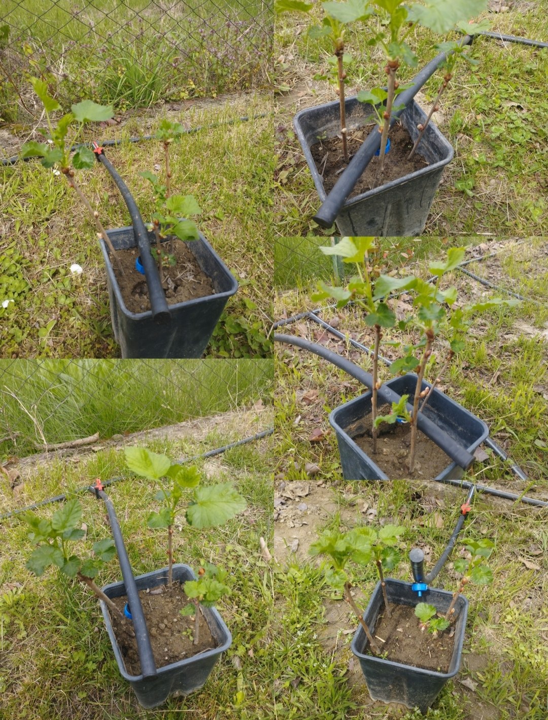 Црна рибизла