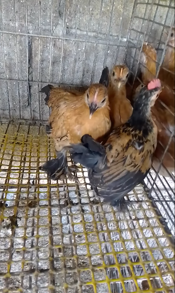 Se prodava Federfist / dzincinja