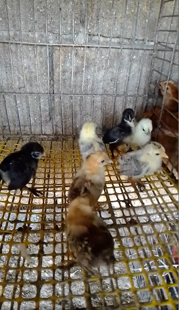 Se prodava Federfist / dzincinja