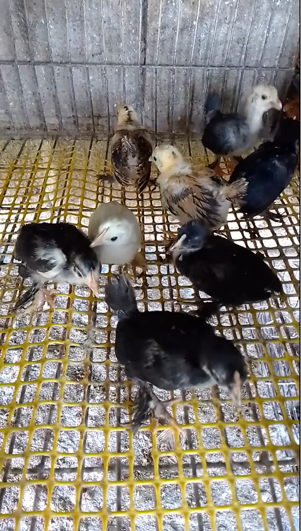 Se prodava Federfist / dzincinja